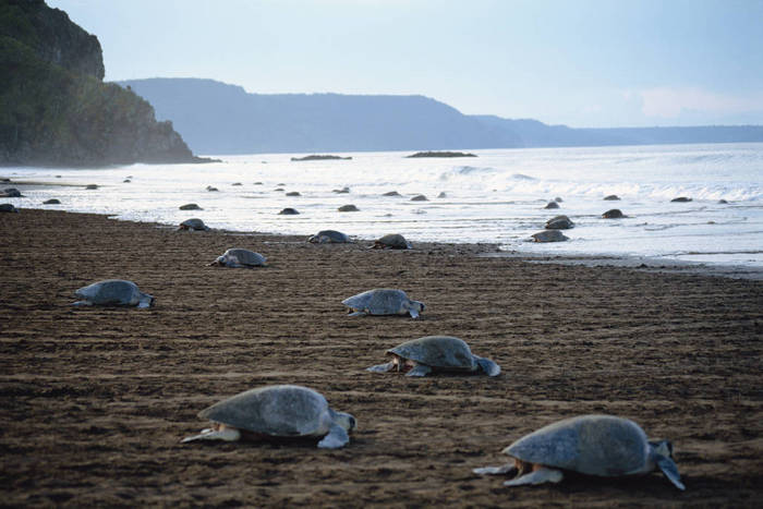 Costa Rica: A sea turtle returning to the sea
