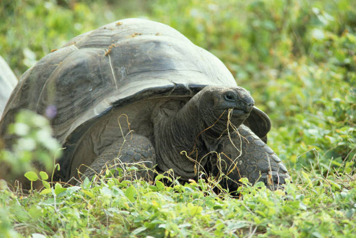 Seychelles Aldabra tortoise