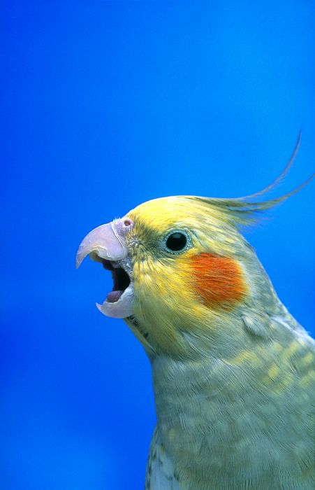 FL3108, KITCHIN/HURST; Profile of squawking cockatiel
