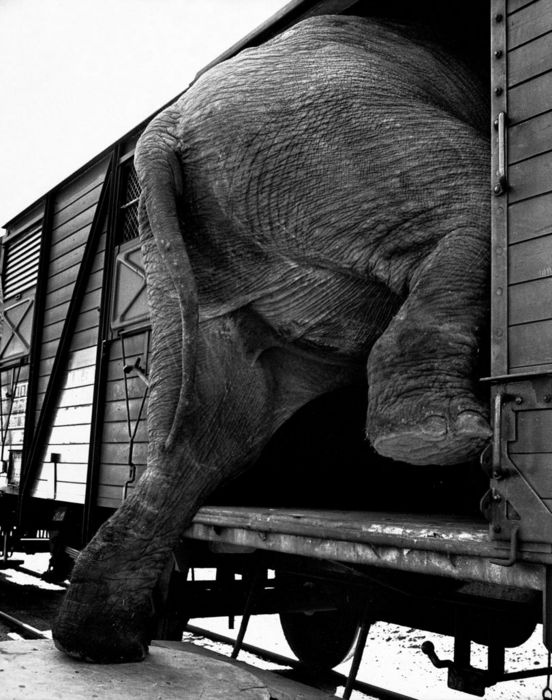 FL3231, Polfoto; Elephant Boarding Train Car