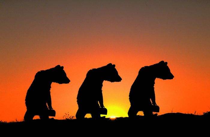 grizzly bear  Ursus arctos horribilis  Concepts   FL1118, Kitchin Hurst  Bears Going To Work, Silhouette