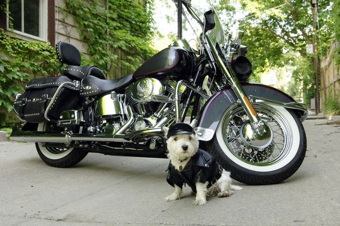 Dog Wearing Leather Jacket and Hat Standing next to Motorbike