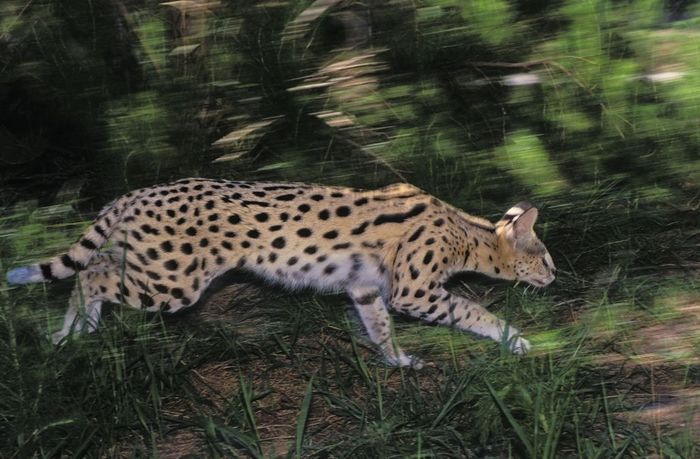 tk0525, Thomas Kitchin; Serval. Huge ears act as dish antennae to locate prey. Africa. Ser Felis leptailurusval.