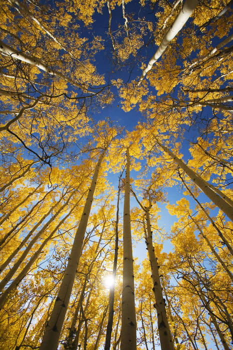 Colorado, Near Steamboat Springs, Buffalo Pass, Yellow aspen tree canopy.