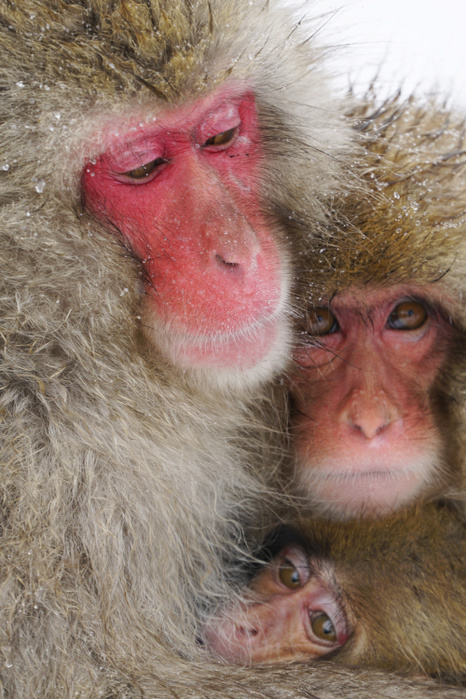 Japanese macaque  Macaca fuscata                                 