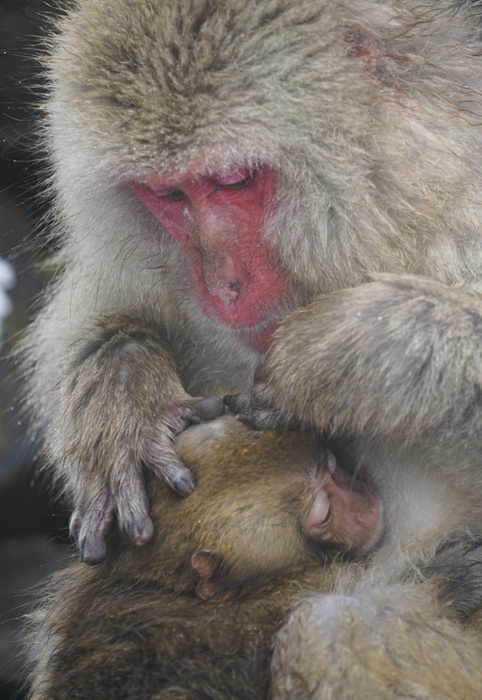 Japanese macaque parent and child                                