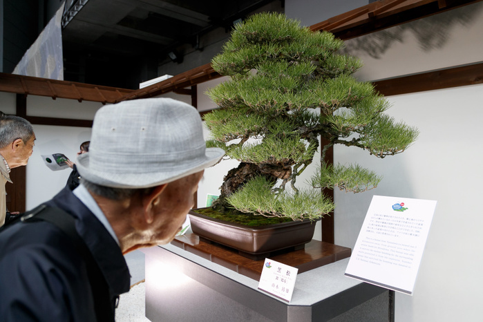 The 8th World Bonsai Convention in Saitama A man looks at a bonsai from Yamamoto ya that survived the atomic bomb in Hiroshima during The 8th World Bonsai Convention in Saitama on April 28, 2017 in Japan. The event runs for three days until April 30 at Saitama Super Arena and other venues in the city. Saitama City is the home of Omiya Bonsai Village an area where many Bonsai growers moved from Tokyo to settle after the Great Kanto Earthquake in 1923. The 1st World Bonsai Convention was also held in Saitama in 1989 and this year s event is expected to attract international visitors from every continent.  Photo by Rodrigo Reyes Marin AFLO 