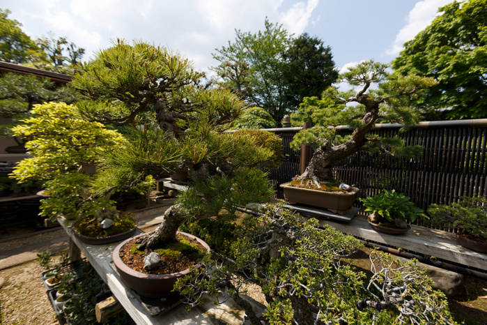 The 8th World Bonsai Convention in Saitama Seikou en gardens in Saitama on April 28, 2017 in Japan. The 8th World Bonsai Convention runs for three days until April 30 at Saitama Super Arena and other venues in the city. Saitama City is the home of Omiya Bonsai Village an area where many Bonsai growers moved from Tokyo to settle after the Great Kanto Earthquake in 1923. The 1st World Bonsai Convention was also held in Saitama in 1989 and this year s event is expected to attract international visitors from every continent.  Photo by Rodrigo Reyes Marin AFLO 