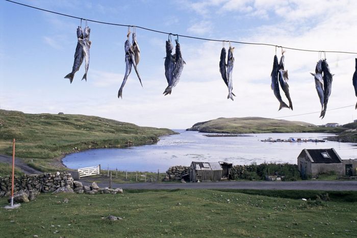 Fish drying, Skerries, Shetlands, Scotland, United Kingdom, Europe