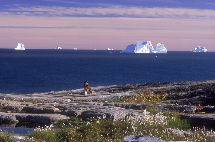Shore platform with autumn tundra, Icebergs in Disko Bay, Qeqertarsuag (Godhavn) on Disko Island, West Coast, Greenland