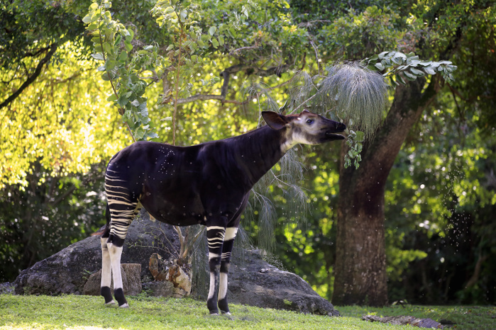 Okapi Okapi,  Okapia johnstoni , adult feeding, Africa