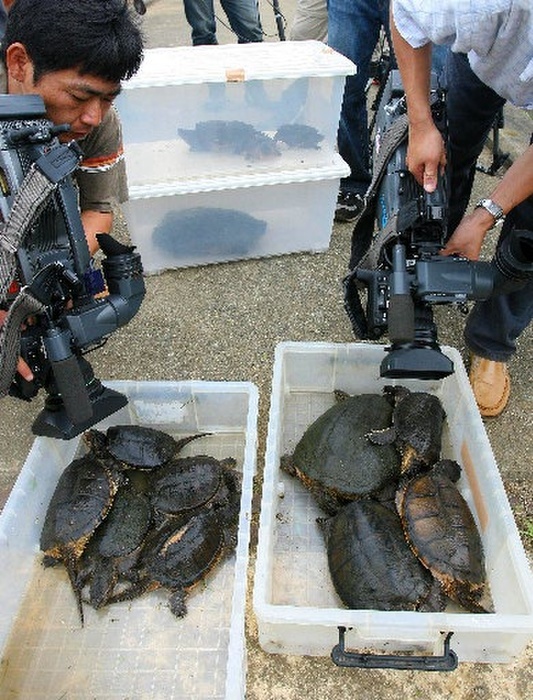 13 snapping turtles captured during an extermination operation in Sakura, Chiba, Japan. Thirteen turtles were captured by researchers from the Natural Environment Research Center in an effort to exterminate the invasive alien species of snapping turtles that have become wild. Media members point their cameras at the snapping turtles in Sakura, Chiba, July 7, 2007. Photo taken July 7, 2007, in Sakura City, Chiba. Captured in the Nanbu River in Sakura City, which flows into the Inba Swamp