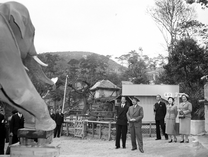 The Emperor and Empress (Emperor Showa and Empress Kohjun) visit the Ikeda Industrial Zoo in Okayama City to view elephants with their fourth daughter, Atsuko Ikeda, and her husband, Takamasa Ikeda, April 1956, at the Ikeda Industrial Zoo (later the Ikeda Zoo) in Okayama City. Photographed at Ikeda Zoo, Okayama City, Okayama Prefecture, Japan, April 1956.