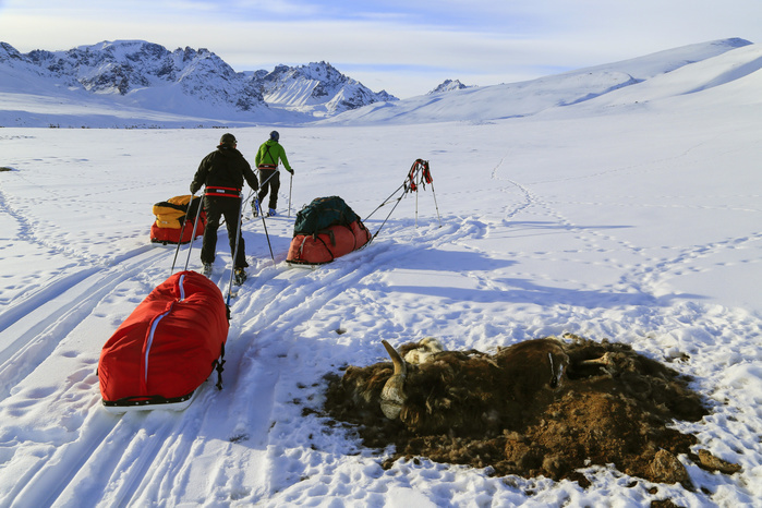 Mountaineering Team Pulling A Pulk Sled Passing Through A Dead Musk Ox On Snowy Landscape  Mountaineering Team Pulling A Pulk Sled Passing Through A Dead Musk Ox On Snowy Landscape 