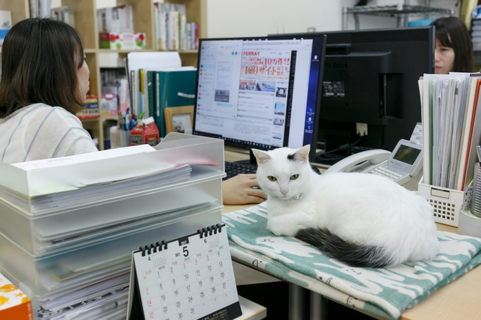 IT company Ferray saves cats and reduces employee stress A cat rests between computers at Ferray Corporation on May 31, 2017, Tokyo, Japan. Tokyo IT company Ferray Corporation has adopted nine abandoned cats which now inhabit their office in an attempt to reduce employee stress and increase productivity and office communication. According to CEO Hidenobu Fukuda, the original idea was to help abandoned cats by giving them a place to live, eat and sleep. Employees are allowed to take the cats home after work and return them the next day. The company encourages workers to look after cats outside the office as well and pays a monthly stipend to employees who adopt rescue cats themselves. Staff can even bring their own pets into the office.  Photo by Rodrigo Reyes Marin AFLO 