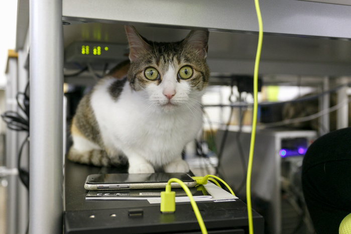 IT company Ferray saves cats and reduces employee stress A cat rests between computers at Ferray Corporation on May 31, 2017, Tokyo, Japan. Tokyo IT company Ferray Corporation has adopted nine abandoned cats which now inhabit their office in an attempt to reduce employee stress and increase productivity and office communication. According to CEO Hidenobu Fukuda, the original idea was to help abandoned cats by giving them a place to live, eat and sleep. Employees are allowed to take the cats home after work and return them the next day. The company encourages workers to look after cats outside the office as well and pays a monthly stipend to employees who adopt rescue cats themselves. Staff can even bring their own pets into the office.  Photo by Rodrigo Reyes Marin AFLO 