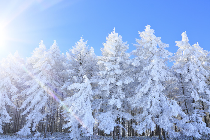 Nagano Prefecture, Takabotchi Plateau, ice and blue sky in a deciduous pine forest