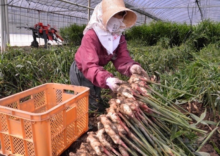 New ginger season has arrived in Wakayama   Wakayama A woman digs out new ginger from the soil in Minato, Wakayama, June 13, 2017, 1:50 p.m. Photo by Hiroken Abe.