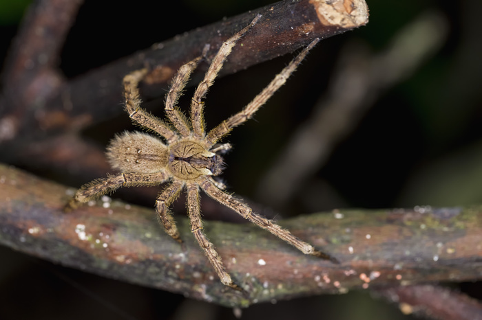 Peru, Manu National Park, wandering spider on twig