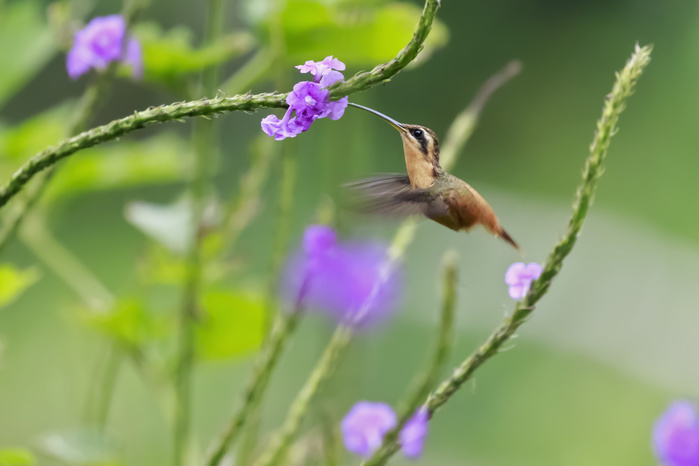hummingbird  Trochilidae family  Peru, Manu National Park, foraging Reddish hermit in the air