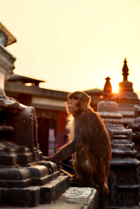   Swayambhunath, the monkey Temple, Kathmandu, Nepal