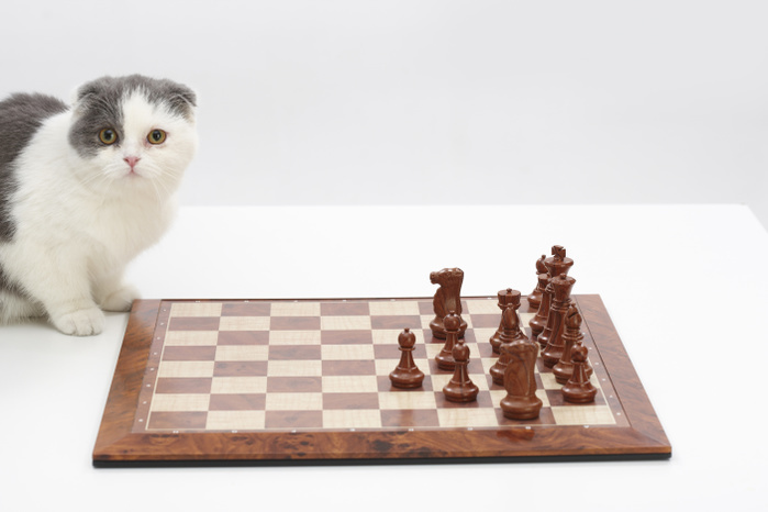 a cat next to a chess board