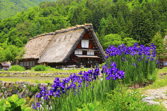 Gifu Prefecture Shirakawa-go Iris-blooming Ogimachi Gassho-Zukuri Village