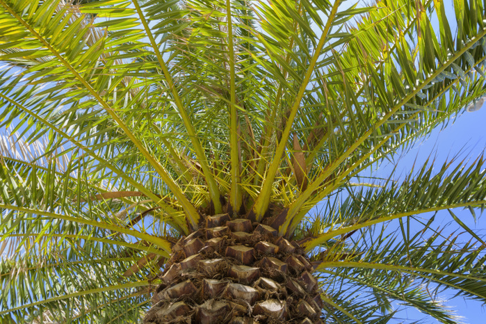 Spain Low Angle View of Palm Tree in Puerto de la Cruz, Tenerife, Canary Islands, Spain