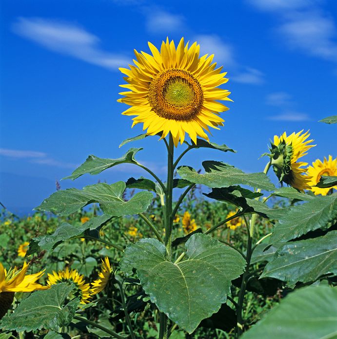 Yamanashi Sunflower