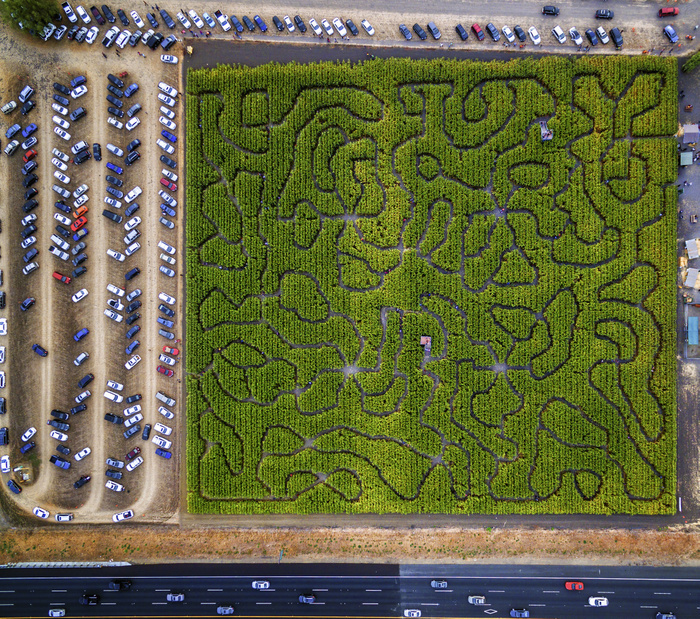 Corn Maze, Petaluma Pumpkin Patch, an aerial view of the maze, hedges and paths. Cars parked. Corn Maze, Petaluma Pumpkin Patch, an aerial view of the maze, hedges and paths. Cars parked.