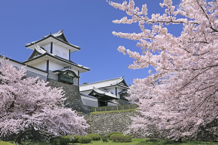 Ishikawa Gate and Cherry Blossoms at Kanazawa Castle, Ishikawa Prefecture