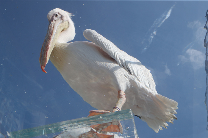Penguins in the Sky: Sunshine Aquarium Renewed July 12, 2017, Tokyo, Japan   A white pelican is displayed at the new attraction   Penguins flying in the sky  at the Sunshine Aquarium in Tokyo on July 12, 2017. The new attraction with penguins and pelicans are placed on the rooftop of the building.     Photo by Yoshio Tsunoda AFLO  LwX  ytd 