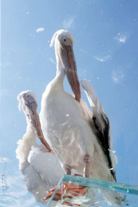 Penguins in the Sky: Sunshine Aquarium Renewed July 12, 2017, Tokyo, Japan   White pelicans are displayed at the new attraction   Penguins flying in the sky  at the Sunshine Aquarium in Tokyo on July 12, 2017. The new attraction with penguins and pelicans are placed on the rooftop of the building.     Photo by Yoshio Tsunoda AFLO  LwX  ytd 