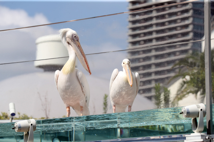 Penguins in the Sky: Sunshine Aquarium Renewed July 12, 2017, Tokyo, Japan   White pelicans are displayed at the new attraction   Penguins flying in the sky  at the Sunshine Aquarium in Tokyo on July 12, 2017. The new attraction with penguins and pelicans are placed on the rooftop of the building.     Photo by Yoshio Tsunoda AFLO  LwX  ytd 