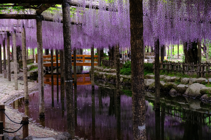 Wisteria flowers in Tennogawa Park, Aichi Prefecture Wisteria flowers at Tennogawa Park. Tsushima City is known as the  home of Fujinami,  or wisteria, on May 9, 2017, in Tsushima City, Aichi Prefecture.