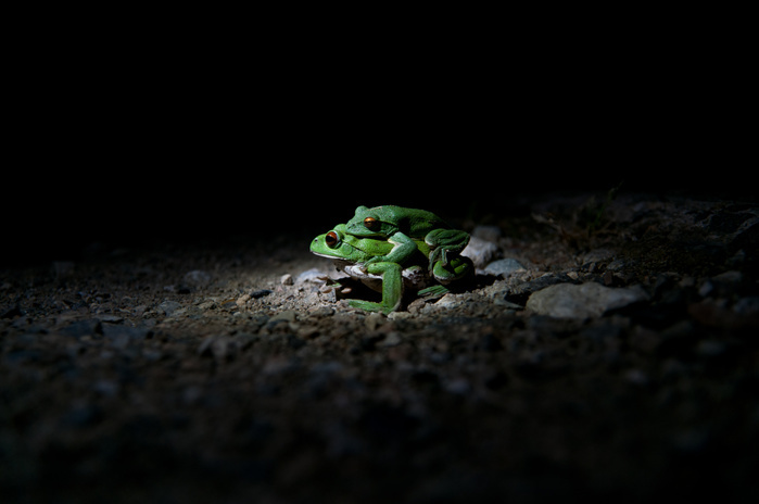 Frogs Shirakawa-go