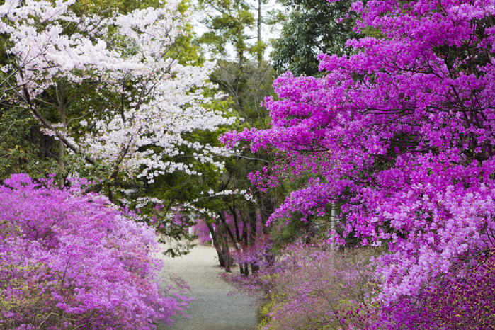 Hirota Shrine, Hirotayama Park, Hyogo Prefecture, with Kobanomitsuba azalea in bloom. Park located inside Hirota Shrine with a total precinct area of 53,000 square meters