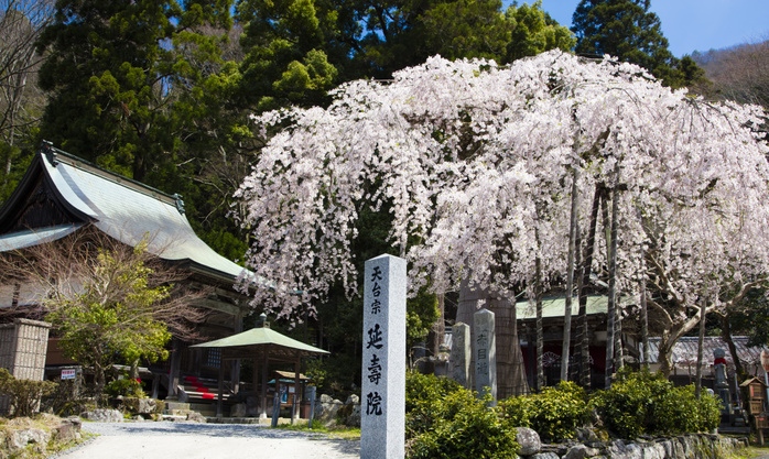 Weeping cherry tree in Enjuin, Mie Prefecture Tendai Sect One of Japan s three Buddhist statues is enshrined The stone lantern from the Kamakura period  1185 1333  is a national treasure
