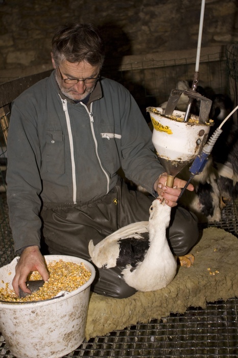 Goose fattening Farmer force feeding goose for fat liver in Perigord, France, Europe