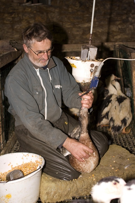 Goose fattening Farmer force feeding goose for fat liver in Perigord, France, Europe