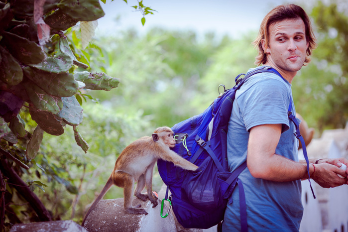 Toque macaque monkey stealing from a man's backpack, Dambulla, Sri Lanka