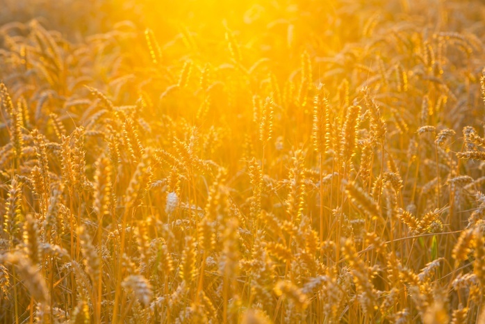 wheat field Ears of wheat  Triticum aestivum  in a wheat field in the evening, backlight, grain farming, Dippoldiswalde, Saxony, Germany, Europe   Photographer: Gabriele Hanke