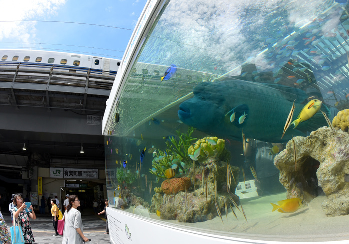 Churaumi Aquarium now in Yurakucho August 8, 2017, Tokyo, Japan   A 1.2 meter long Humphead wrasse, also known as the Napoleon fish, swims leisurely in a huge aquarium set up in front of The five meter wide tank showcases 1000 tropical fish of about 25 species from Japan The seasonal entertainment moved to its new location from its usual Sony Building in Ginza, which is currently closed for redevelopment plans.  Photo by Natsuki Sakai AFLO  AYF  mis 