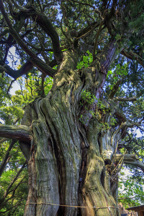 Osezaki, Shizuoka Prefecture, Japan Estimated age: over 1500 years old, trunk circumference: 7m
