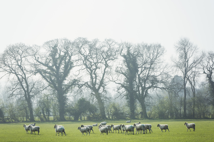 Flock of sheep on a pasture, trees in the background. Flock of sheep on a pasture, trees in the background.
