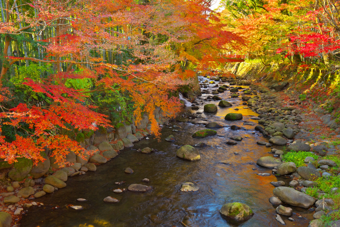 Autumn Foliage in Shuzenji Hot Spring Resort, Shizuoka Prefecture