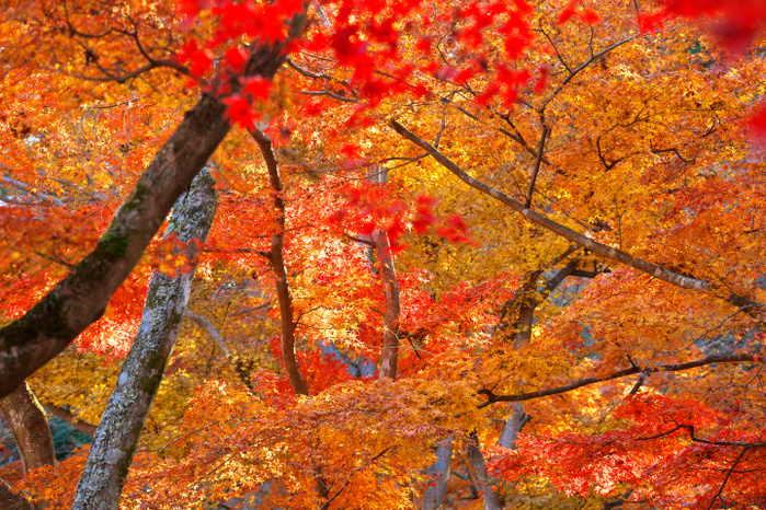 Autumn Foliage in Shuzenji Maple Grove, Shizuoka Prefecture