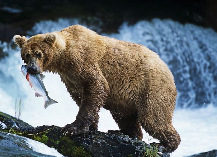 Alaska Katmai National Park Brooks Falls High-Iron Bears