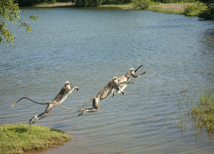 Tree toque macaque  Macaca Sinica  monkeys leaping over lake, Sri Lanka Tree toque macaque  Macaca Sinica  monkeys leaping over lake, Sri Lanka
