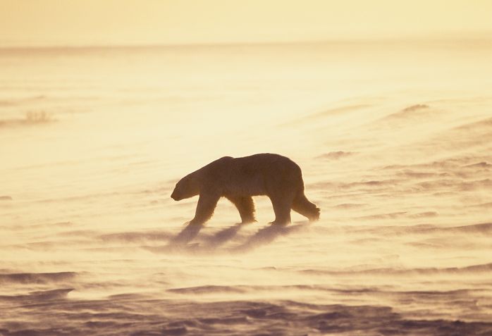 Canada Polar Bears